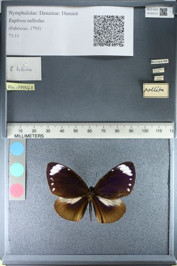Media type: image;   Entomology 160151